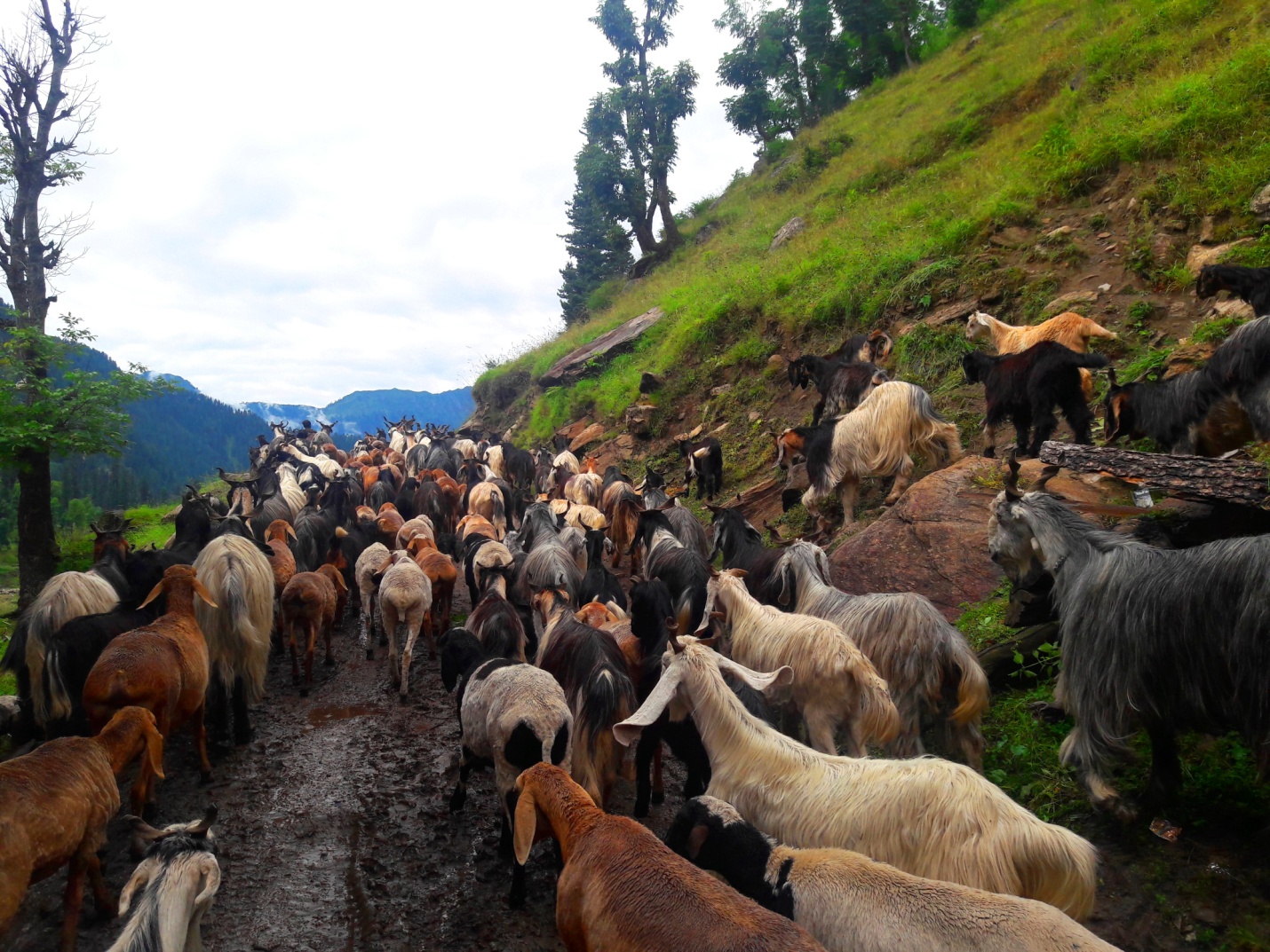 E:\kashmir\Kashmir\Chitaa Khata Lake\20160826_092503.jpg